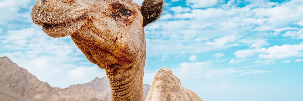 wie viele kamele bin ich wert​