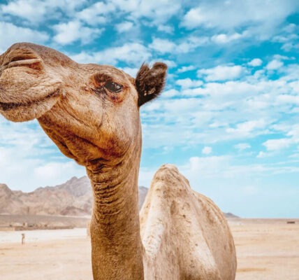 wie viele kamele bin ich wert​