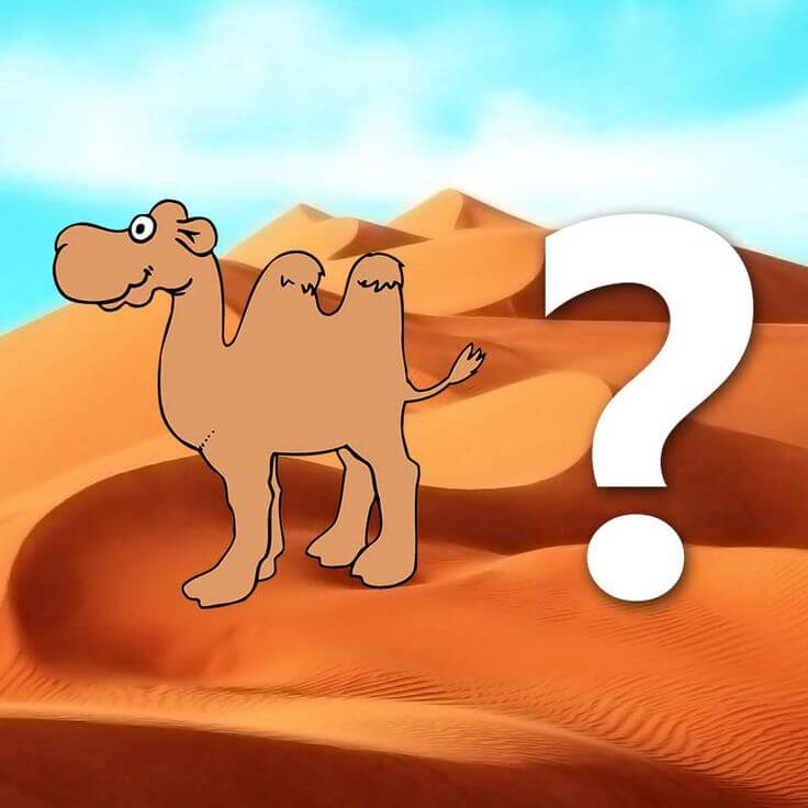 wie viele kamele bin ich wert​

