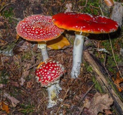 Fliegenpilz Tee zubereiten