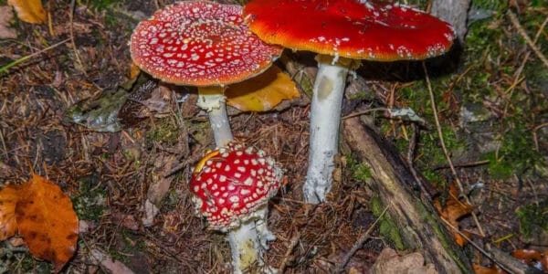 Fliegenpilz Tee zubereiten