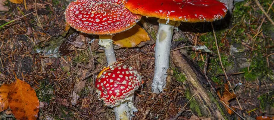 Fliegenpilz Tee zubereiten