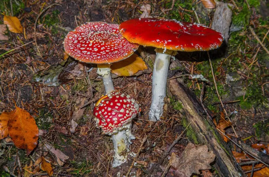 Fliegenpilz Tee zubereiten