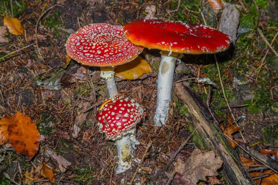 Fliegenpilz Tee zubereiten
