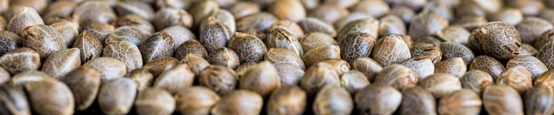 sweetseeds
