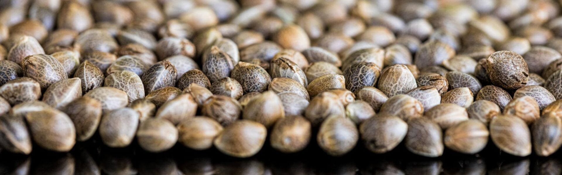 sweetseeds