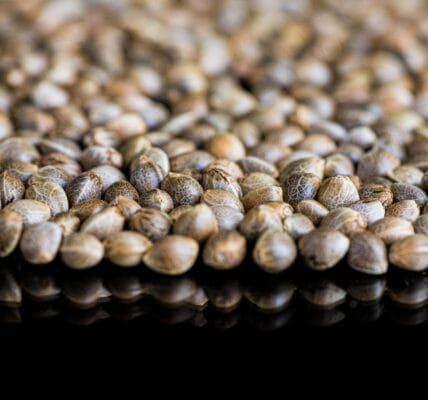 sweetseeds