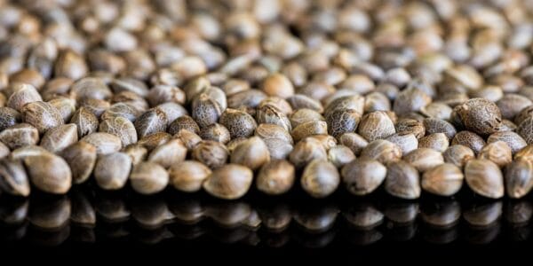 sweetseeds