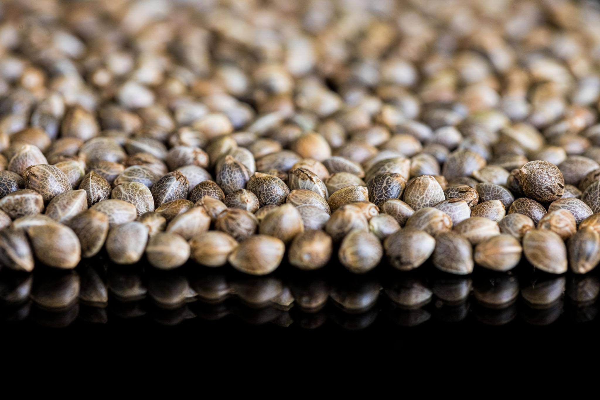 sweetseeds